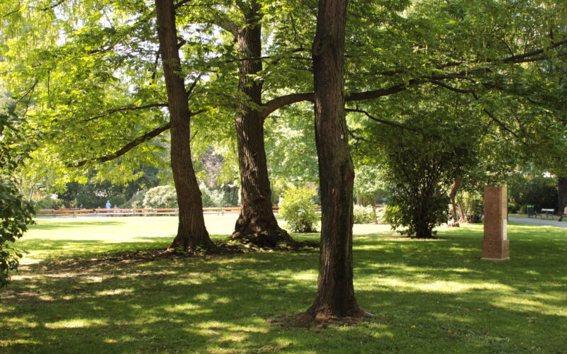 Eine grasbewachsene Parkfläche mit hohen Bäumen, die Schatten spenden, Sonnenlicht, das durch die Blätter fällt, und einem Steindenkmal auf der rechten Seite.