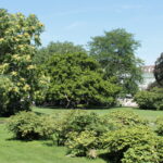 Ein Park mit üppigem grünem Gras, verschiedenen Bäumen, Sträuchern und einem Laternenpfahl unter einem klaren blauen Himmel.