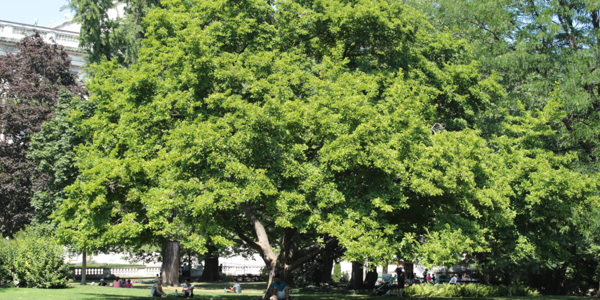 In einem grünen Park steht ein großer, belaubter Baum. Unter und um den Baum herum sitzen oder liegen mehrere Menschen auf dem Gras.