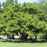 In einem grünen Park steht ein großer, belaubter Baum. Unter und um den Baum herum sitzen oder liegen mehrere Menschen auf dem Gras.