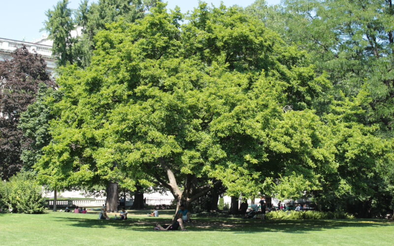 In einem grünen Park steht ein großer, belaubter Baum. Unter und um den Baum herum sitzen oder liegen mehrere Menschen auf dem Gras.
