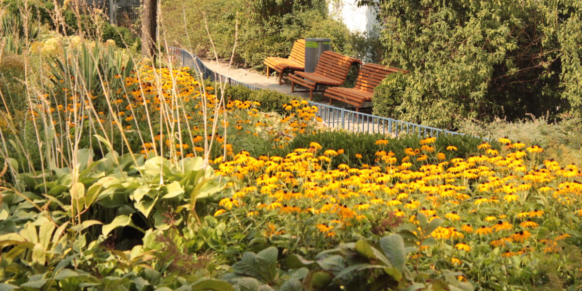 Ein Garten mit gelben Blumen und grünen Pflanzen im Vordergrund, mit zwei leeren Holzbänken und Bäumen im Hintergrund entlang eines geschwungenen Weges.