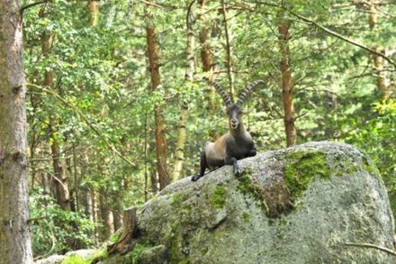 Eine Bergziege mit gebogenen Hörnern sitzt auf einem großen moosbewachsenen Felsen in einem Wald mit hohen Bäumen und grünem Laub.