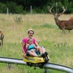 Ein Erwachsener und ein Kind fahren auf einem gelben Alpine Coaster durch eine grasbewachsene Wiese, auf der im Hintergrund mehrere Rehe grasen.