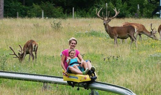 Ein Erwachsener und ein Kind fahren auf einem gelben Alpine Coaster durch eine grasbewachsene Wiese, auf der im Hintergrund mehrere Rehe grasen.