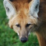 Eine Nahaufnahme eines Mähnenwolfs mit rotbraunem Fell, großen Ohren und spitzer Schnauze, der auf grünem Gras steht.