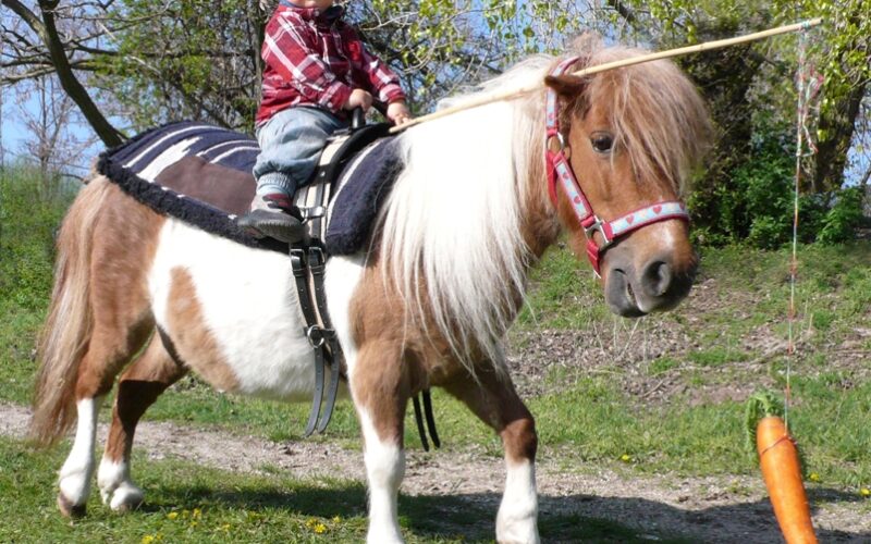Ein kleines Kind mit Hut und kariertem Hemd reitet im Freien auf einem Pony; eine Karotte hängt an einem Stock vor dem Pony, das auf einem grasbewachsenen Weg läuft.