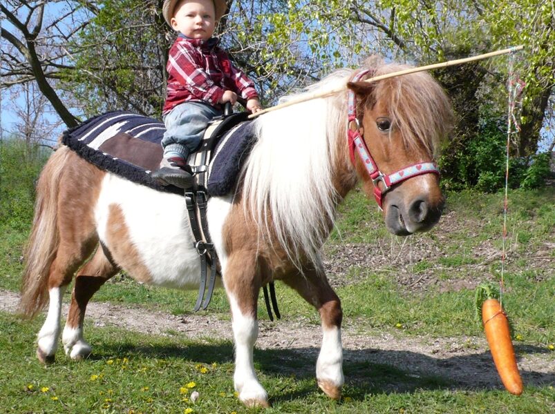 Ein kleines Kind mit Hut und kariertem Hemd reitet im Freien auf einem Pony; eine Karotte hängt an einem Stock vor dem Pony, das auf einem grasbewachsenen Weg läuft.