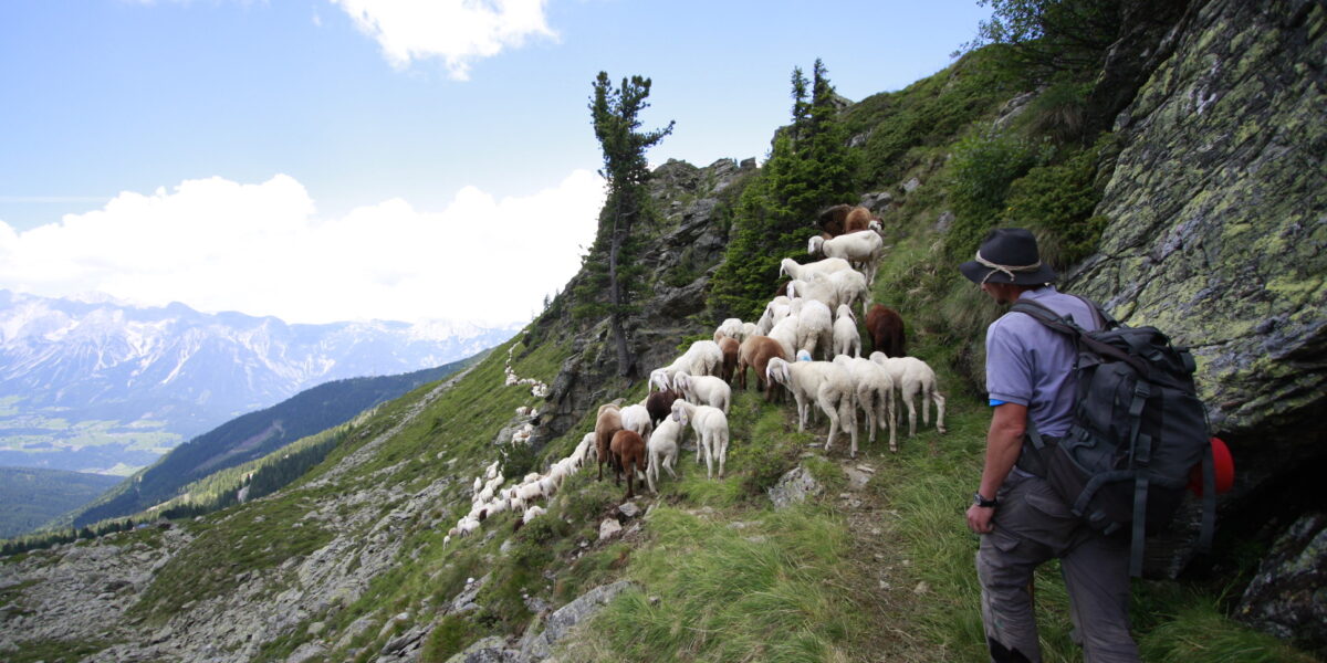 Eine Person mit Rucksack und Hund hütet Schafe auf einem schmalen Bergpfad mit felsigem Abhang und weitem Blick ins Tal.