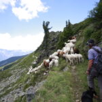 Eine Person mit Rucksack und Hund hütet Schafe auf einem schmalen Bergpfad mit felsigem Abhang und weitem Blick ins Tal.
