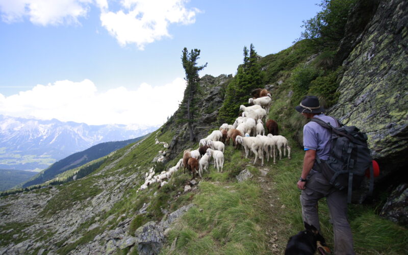 Eine Person mit Rucksack und Hund hütet Schafe auf einem schmalen Bergpfad mit felsigem Abhang und weitem Blick ins Tal.