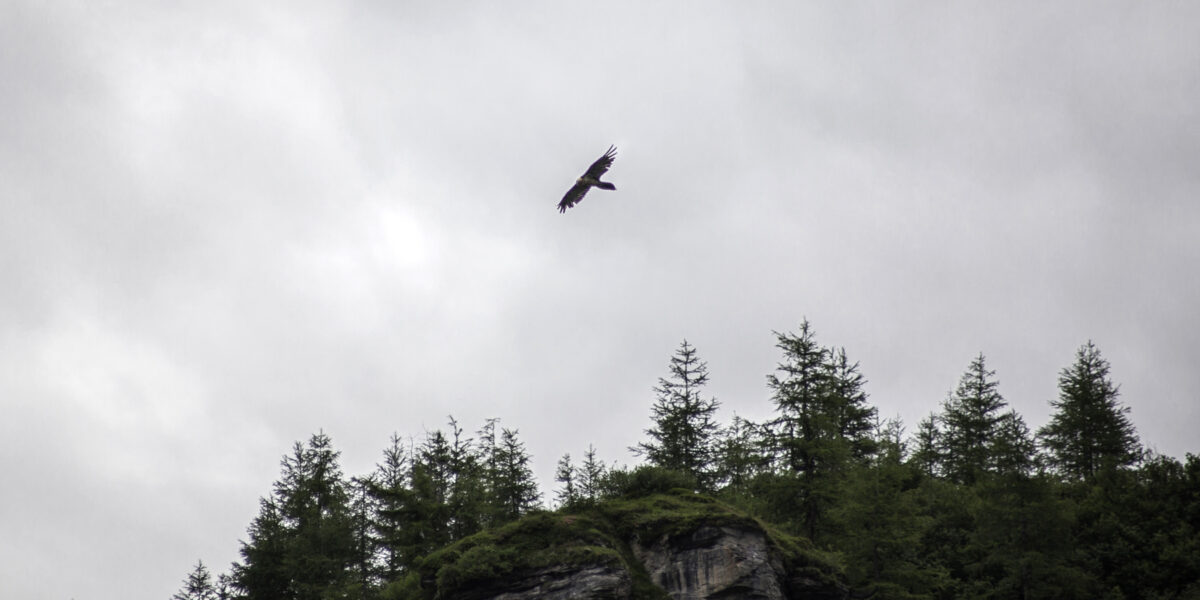Ein großer Vogel fliegt über einen felsigen, bewaldeten Hügel mit immergrünen Bäumen unter einem bedeckten Himmel.