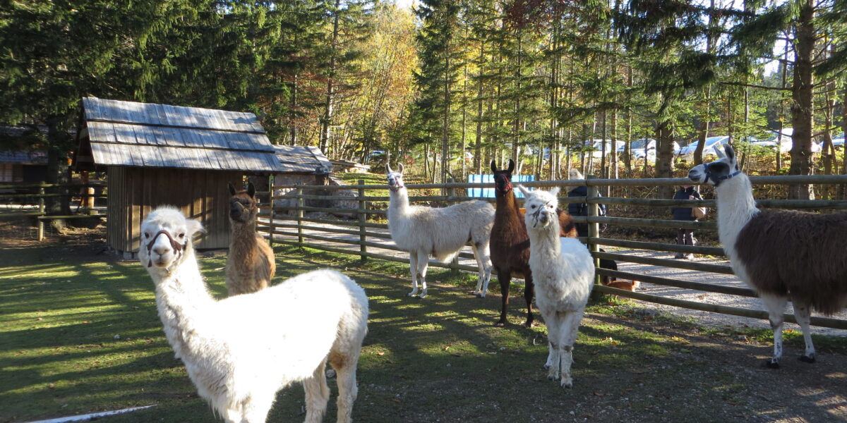 An einem sonnigen Tag stehen mehrere Lamas in einem eingezäunten Außengehege mit Bäumen und einem Holzschuppen im Hintergrund.