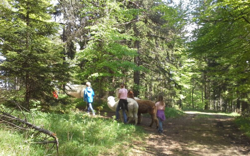 Vier Personen gehen mit drei Alpakas auf einem Waldweg, umgeben von grünen Bäumen und Sonnenlicht.