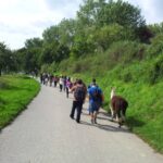 Eine Gruppe von Menschen, darunter Kinder und Erwachsene, geht einen gepflasterten Weg entlang, der auf beiden Seiten begrünt ist; eine Person geht neben einem Lama.