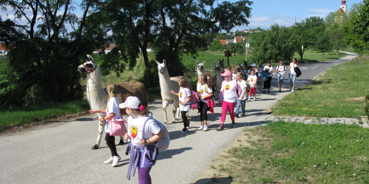 Eine Gruppe von Kindern geht auf einem gepflasterten Weg im Freien spazieren, begleitet von drei Lamas und mehreren Erwachsenen, mit Bäumen und Gebäuden im Hintergrund.