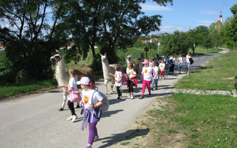 Eine Gruppe von Kindern geht auf einem gepflasterten Weg im Freien spazieren, begleitet von drei Lamas und mehreren Erwachsenen, mit Bäumen und Gebäuden im Hintergrund.