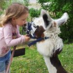 Ein junges Mädchen beugt sich vor und berührt die Nasen eines Lamas, das draußen am Halfter gehalten wird.