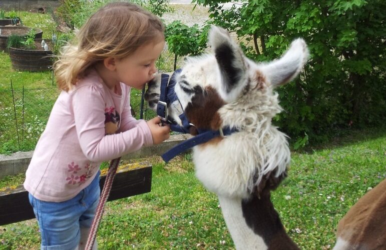 Ein junges Mädchen beugt sich vor und berührt die Nasen eines Lamas, das draußen am Halfter gehalten wird.