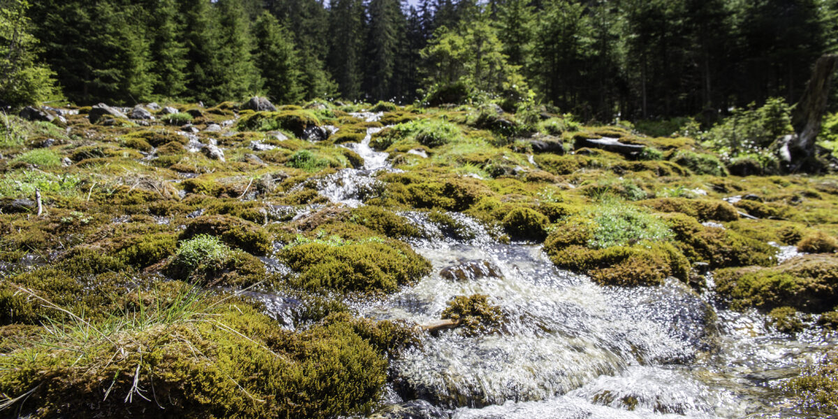 Ein klarer Bach fließt über moosbewachsene Felsen mit einem dichten Kiefernwald und blauem Himmel im Hintergrund.