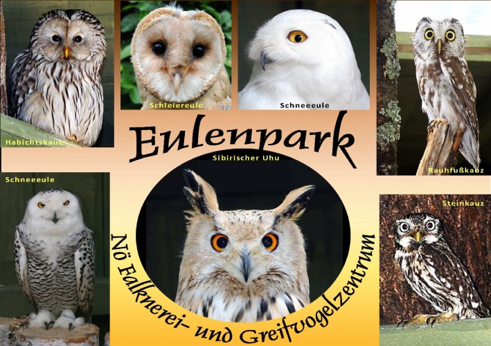 Eine Collage zeigt verschiedene Eulen, jede mit ihrer Art beschriftet, die ein zentrales Bild einer Eule umgeben, mit dem Text "Eulenpark" und "NÖ Falknerei- und Greifvogelzentrum".