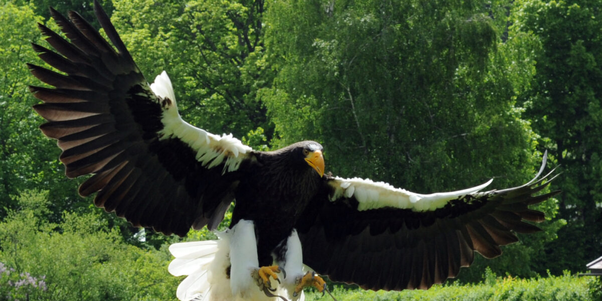 Ein großer Adler mit ausgebreiteten Flügeln fliegt tief über grüne Büsche und Bäume, im Hintergrund sind einige Menschen zu sehen.