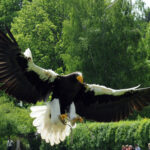 Ein großer Adler mit ausgebreiteten Flügeln fliegt tief über grüne Büsche und Bäume, im Hintergrund sind einige Menschen zu sehen.