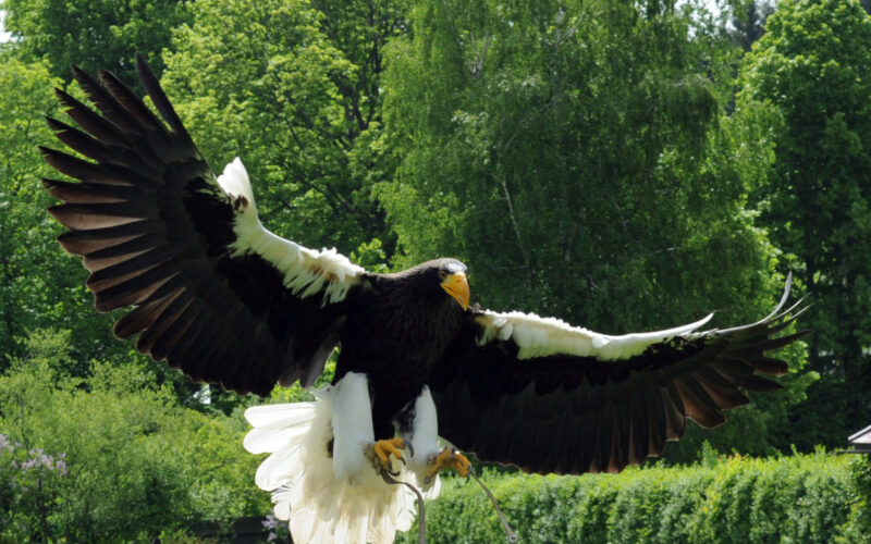 Ein großer Adler mit ausgebreiteten Flügeln fliegt tief über grüne Büsche und Bäume, im Hintergrund sind einige Menschen zu sehen.
