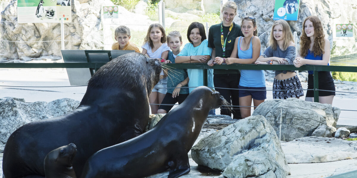 Eine Gruppe von Kindern und Jugendlichen steht hinter einer Glaswand und beobachtet drei Seelöwen auf Felsen in einem Zoo.