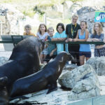 Eine Gruppe von Kindern und Jugendlichen steht hinter einer Glaswand und beobachtet drei Seelöwen auf Felsen in einem Zoo.