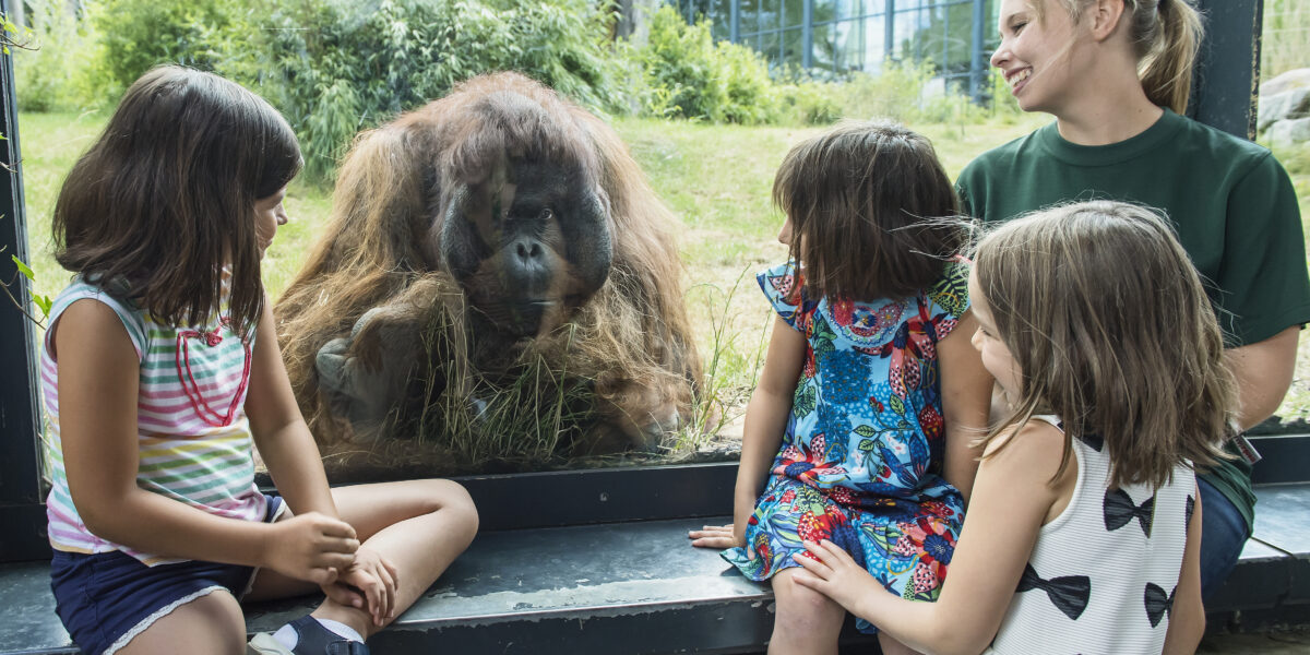 Drei junge Mädchen und eine Frau sitzen am Fenster eines Zoos und beobachten einen Orang-Utan auf der anderen Seite des Glases.