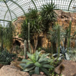 Großes Gewächshaus mit verschiedenen Wüstenpflanzen, darunter Kakteen und Sukkulenten, umgeben von Felsen und sandigen Wegen unter einem Glasdach.