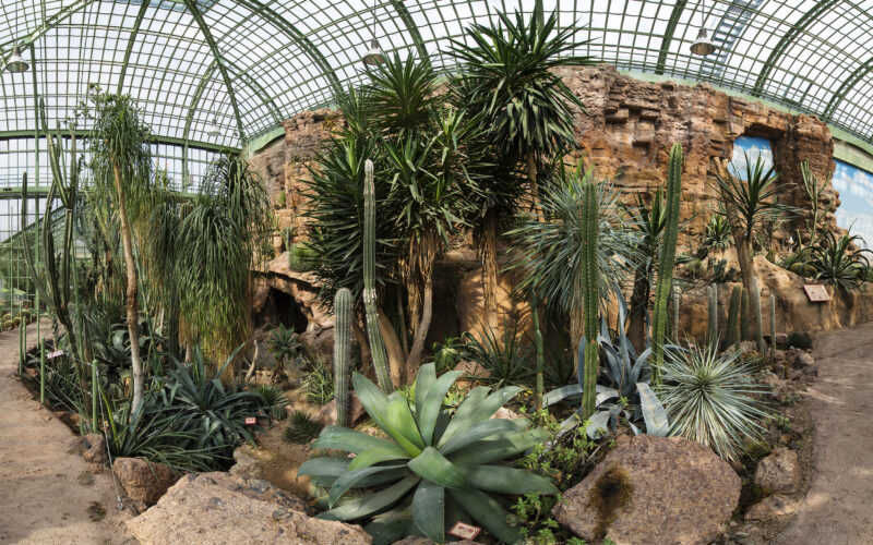 Großes Gewächshaus mit verschiedenen Wüstenpflanzen, darunter Kakteen und Sukkulenten, umgeben von Felsen und sandigen Wegen unter einem Glasdach.