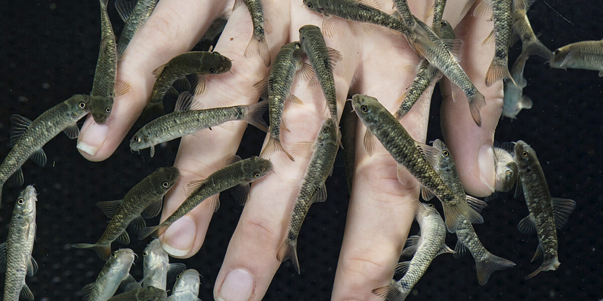 Die Hand einer Person, die in Wasser getaucht ist und in der mehrere kleine Fische herumschwimmen und die Finger berühren.