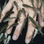 Die Hand einer Person, die in Wasser getaucht ist und in der mehrere kleine Fische herumschwimmen und die Finger berühren.