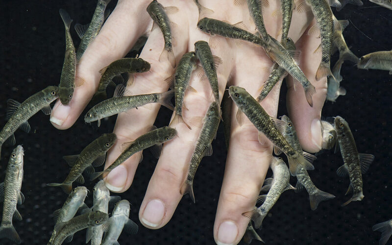 Die Hand einer Person, die in Wasser getaucht ist und in der mehrere kleine Fische herumschwimmen und die Finger berühren.