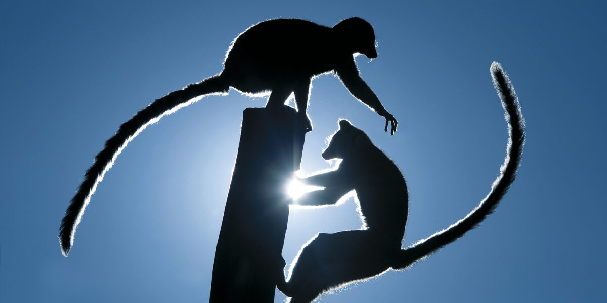 Zwei Lemuren mit langen Schwänzen zeichnen sich vor dem strahlend blauen Himmel ab, sie sitzen auf einem hohen Holzpfosten und strecken sich einander entgegen.