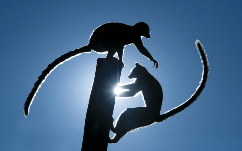 Zwei Lemuren mit langen Schwänzen zeichnen sich vor dem strahlend blauen Himmel ab, sie sitzen auf einem hohen Holzpfosten und strecken sich einander entgegen.
