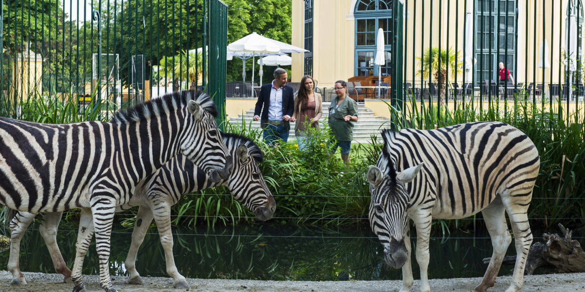 Vier Zebras laufen in der Nähe eines Teiches in einem eingezäunten Gehege, während vier Menschen außerhalb des Zauns vor einem Gebäude mit großen Fenstern stehen.
