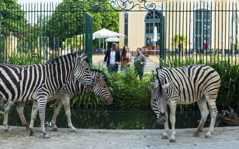 Vier Zebras laufen in der Nähe eines Teiches in einem eingezäunten Gehege, während vier Menschen außerhalb des Zauns vor einem Gebäude mit großen Fenstern stehen.