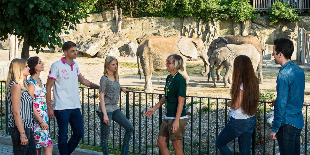 Eine Gruppe von Menschen steht in der Nähe eines Zauns und beobachtet drei Elefanten in einem Außengehege eines Zoos mit Bäumen und Felsen im Hintergrund.