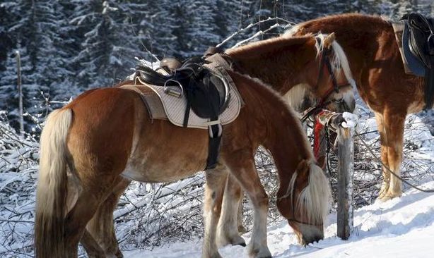 Zwei gesattelte Pferde mit braunem und weißem Fell stehen in einem verschneiten Wald und grasen in der Nähe einiger Äste auf dem Boden.