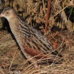 Ein Vogel mit braunem, schwarzem und beigefarbenem Gefieder steht zwischen trockenem Gras und vertrockneten Pflanzen.