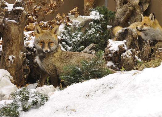 Zwei Rotfüchse sind teilweise zwischen schneebedeckten Baumstämmen und immergrünen Zweigen in einem Winterwald versteckt.