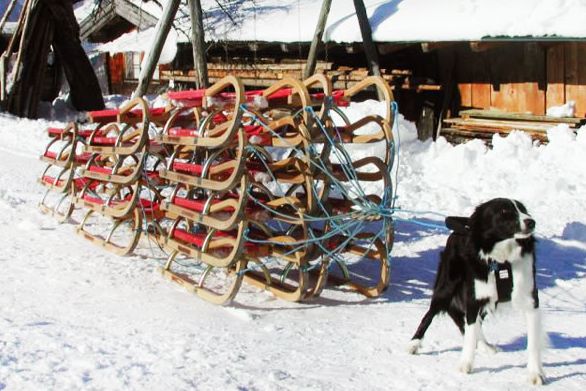 Ein schwarz-weißer Hund ist vor einen großen Stapel von Holzschlitten gespannt, die mit Seilen auf einem verschneiten Boden zusammengebunden sind.