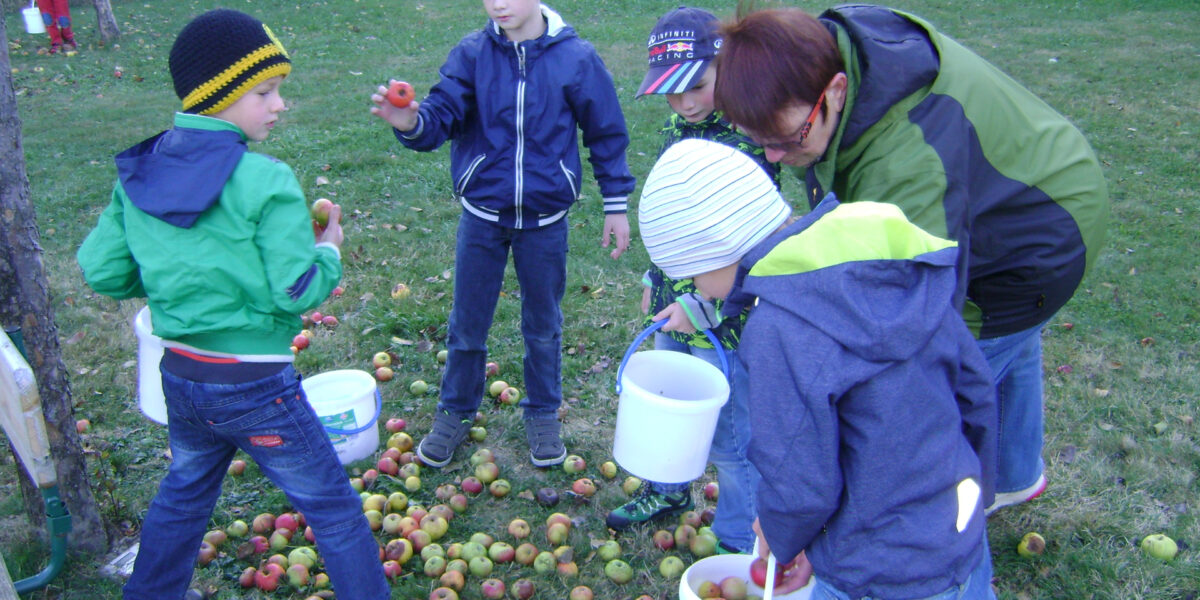 Eine Gruppe von Kindern und ein Erwachsener sammeln auf einer Rasenfläche im Freien in Eimern Äpfel vom Boden.