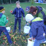 Eine Gruppe von Kindern und ein Erwachsener sammeln auf einer Rasenfläche im Freien in Eimern Äpfel vom Boden.