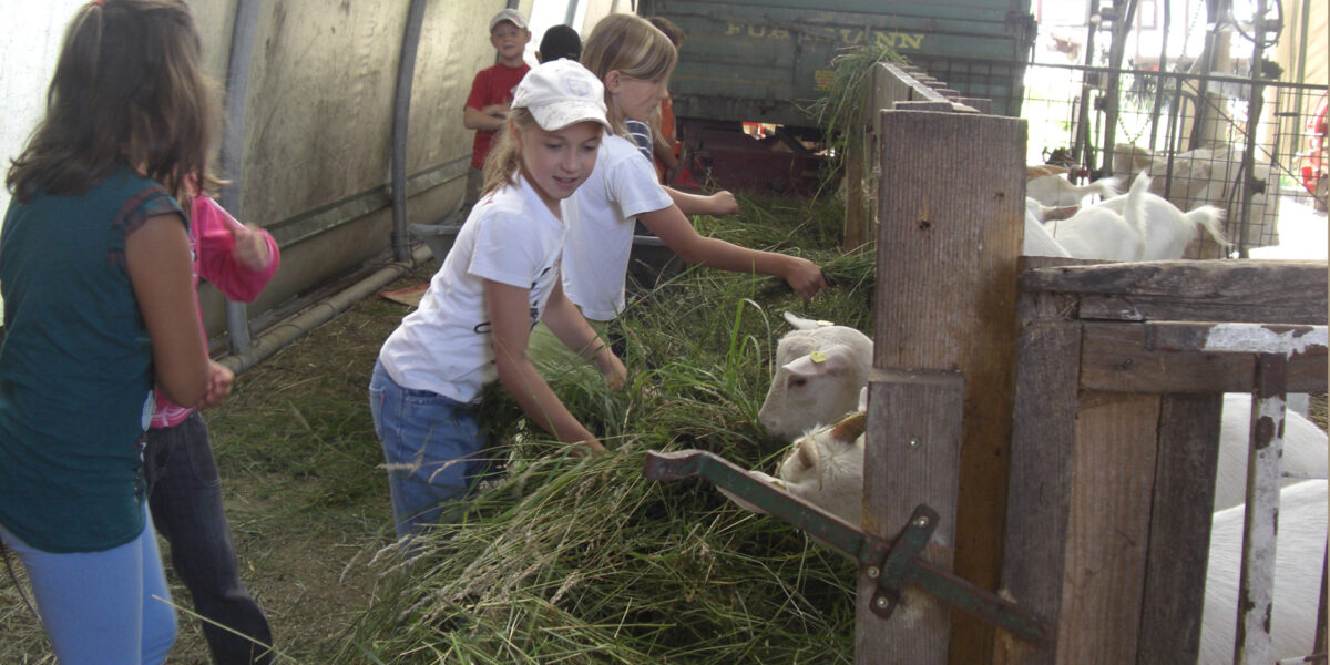 Kinder füttern Ziegen in einer Scheune mit Gras, wobei ein Holzzaun die Tiere von den Kindern trennt.