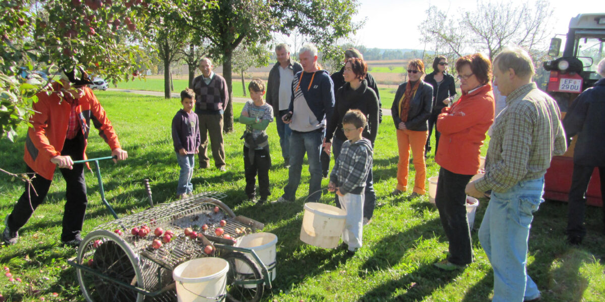 Eine Gruppe von Menschen, darunter auch Kinder, versammelt sich auf einer Wiese in der Nähe von Bäumen, während Äpfel mit einer mechanischen Vorrichtung in Eimer gesammelt werden.