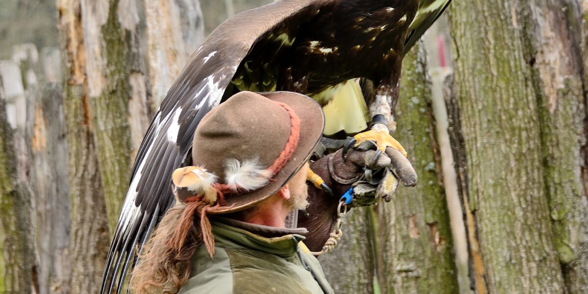 Eine Person mit Hut und Handschuh hält einen großen Adler auf dem Arm, im Hintergrund sind Holzpfosten zu sehen.
